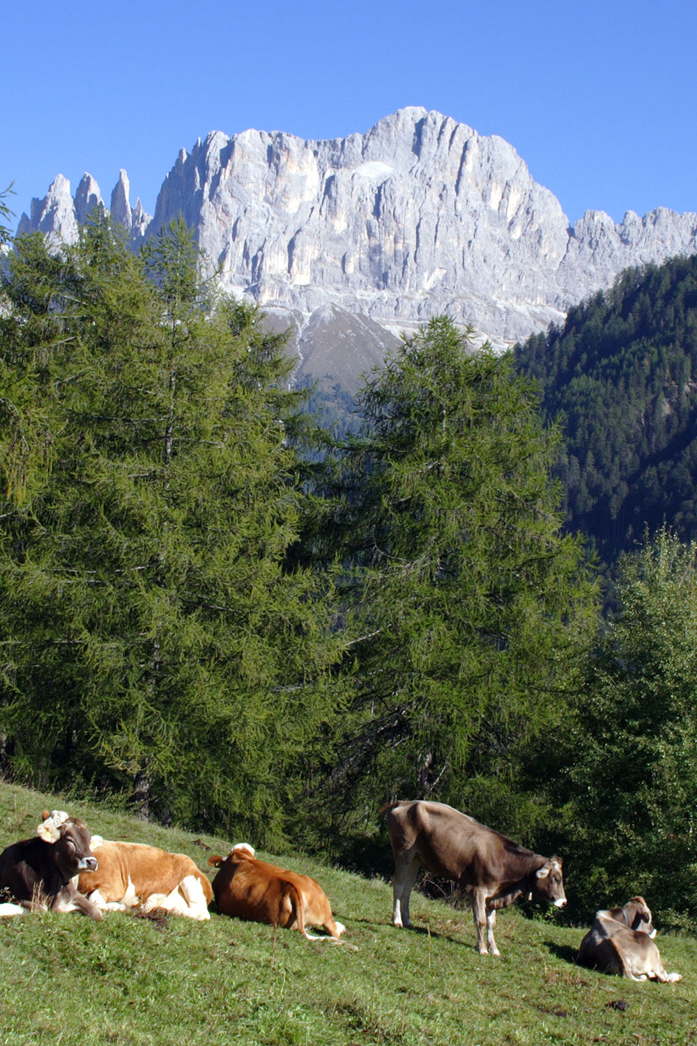Rosengarten